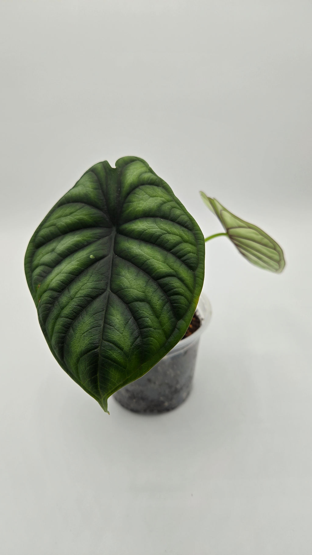 Alocasia Dragon Scale — Exact Plant #DS-04 | 4" Pot