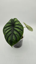 Alocasia Dragon Scale — Exact Plant #DS-04 | 4" Pot