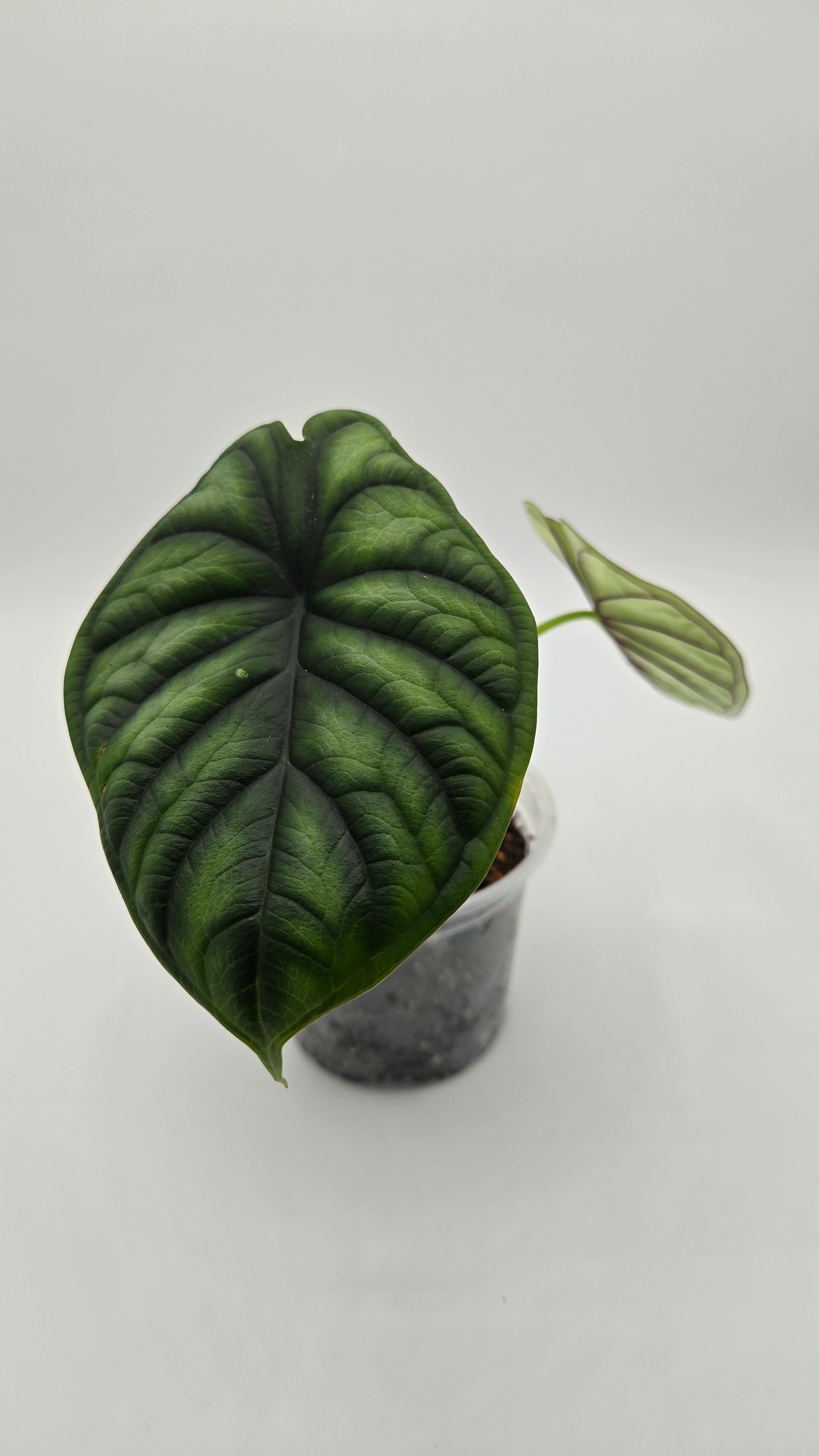 Alocasia Dragon Scale — Exact Plant #DS-04 | 4" Pot
