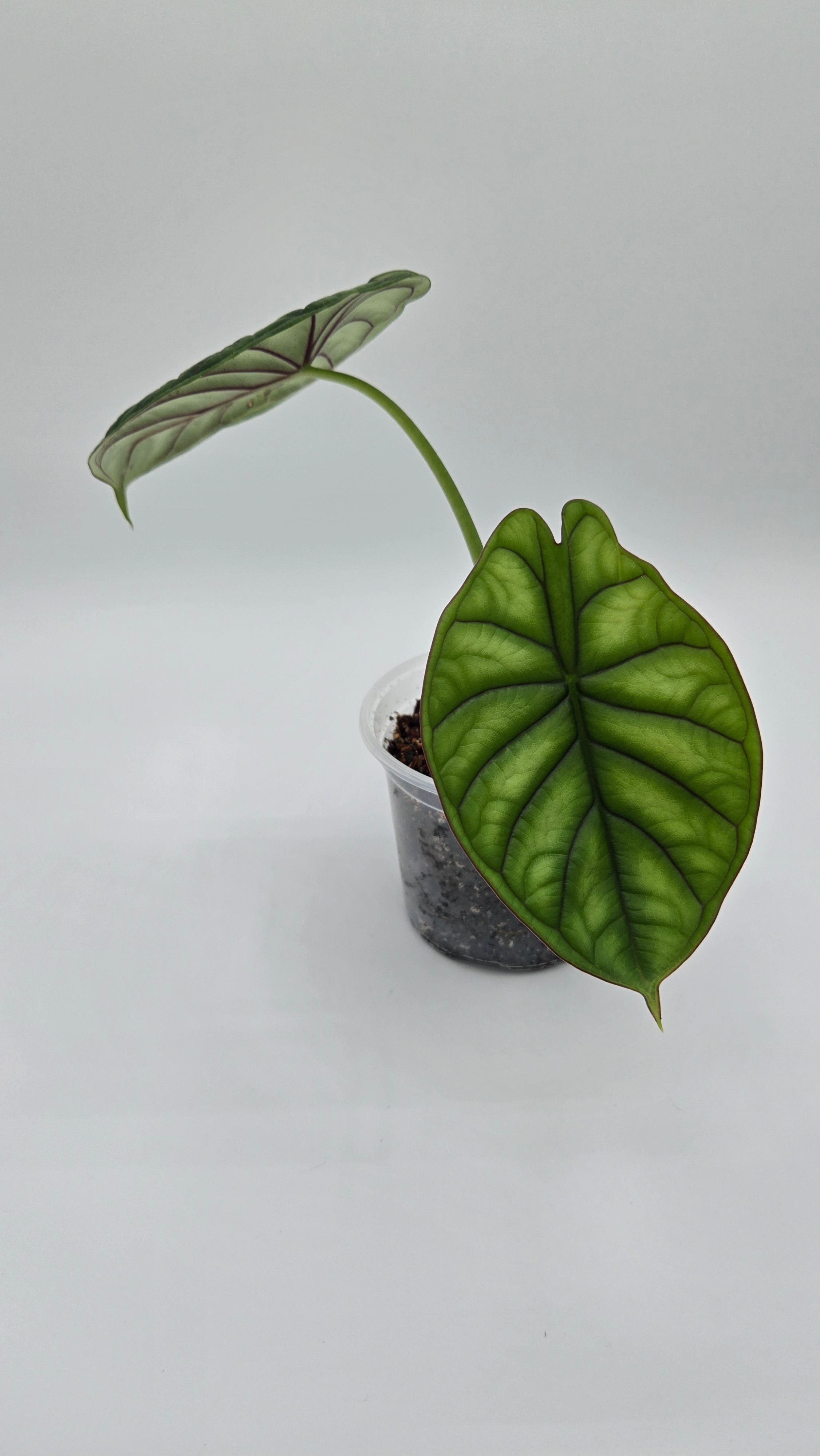 Alocasia Dragon Scale — Exact Plant #DS-04 | 4" Pot