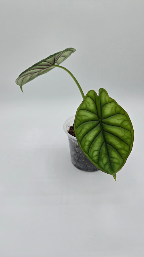 Alocasia Dragon Scale — Exact Plant #DS-04 | 4" Pot