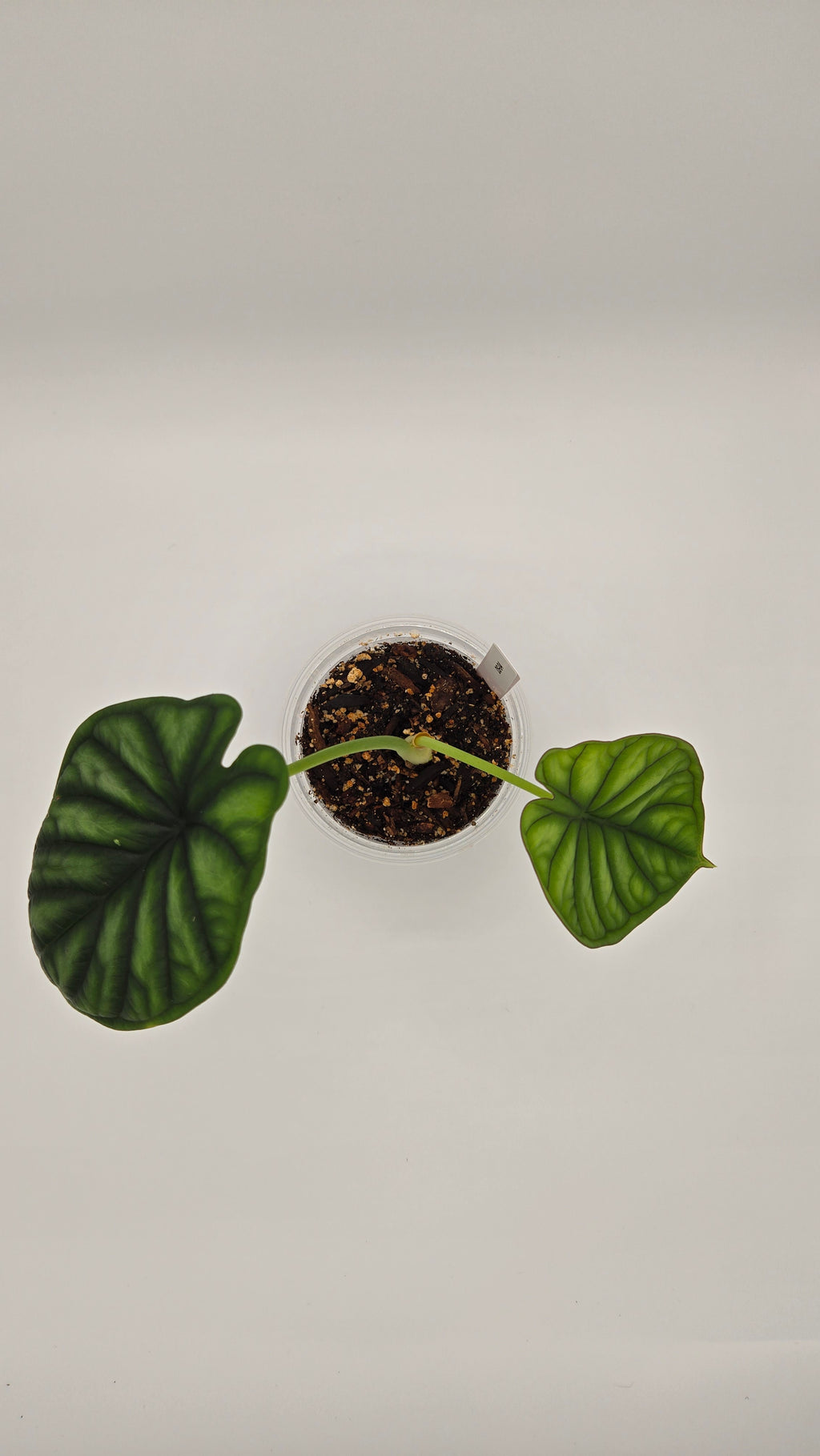 Alocasia Dragon Scale — Exact Plant #DS-04 | 4" Pot