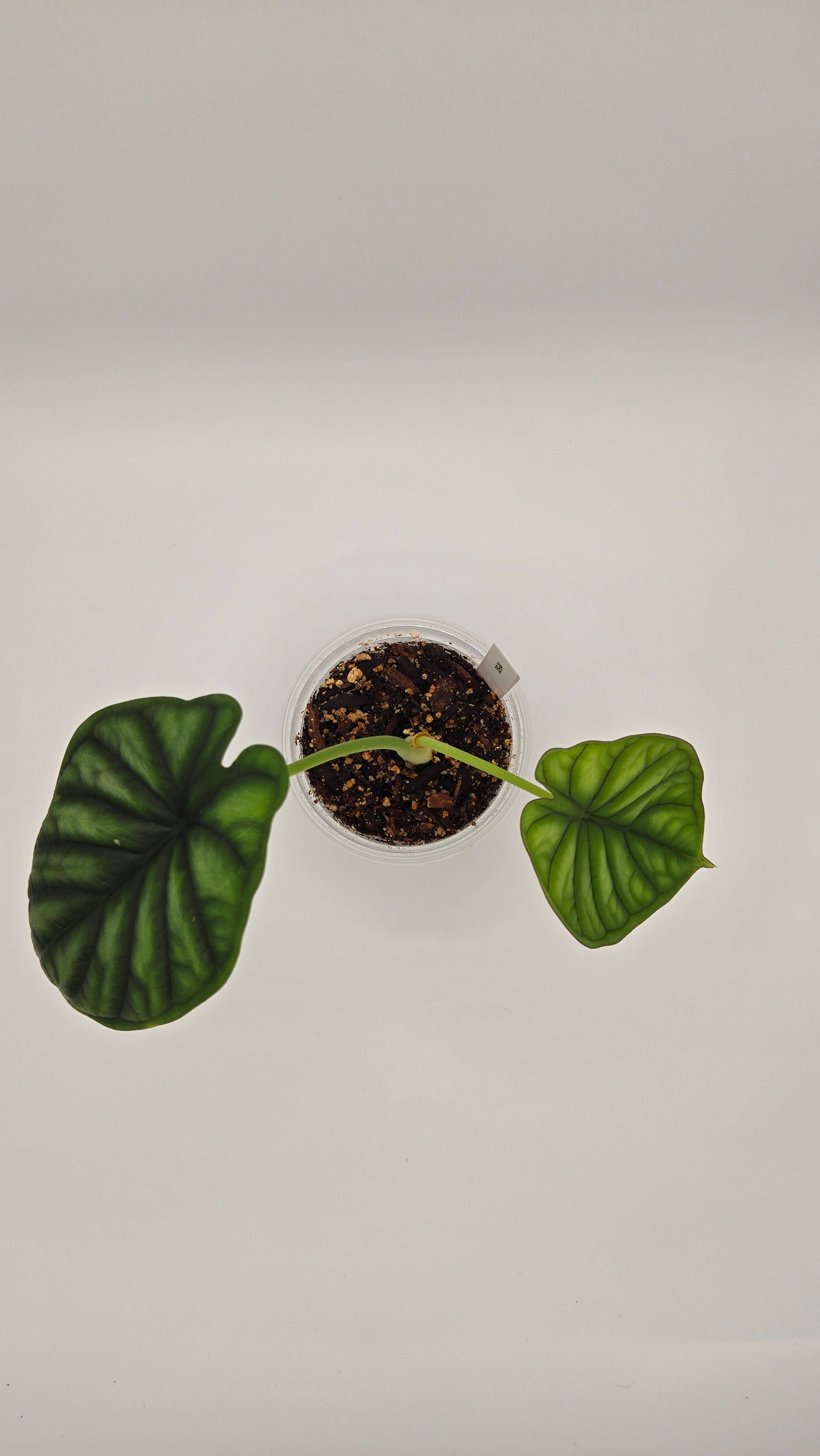 Alocasia Dragon Scale — Exact Plant #DS-04 | 4" Pot