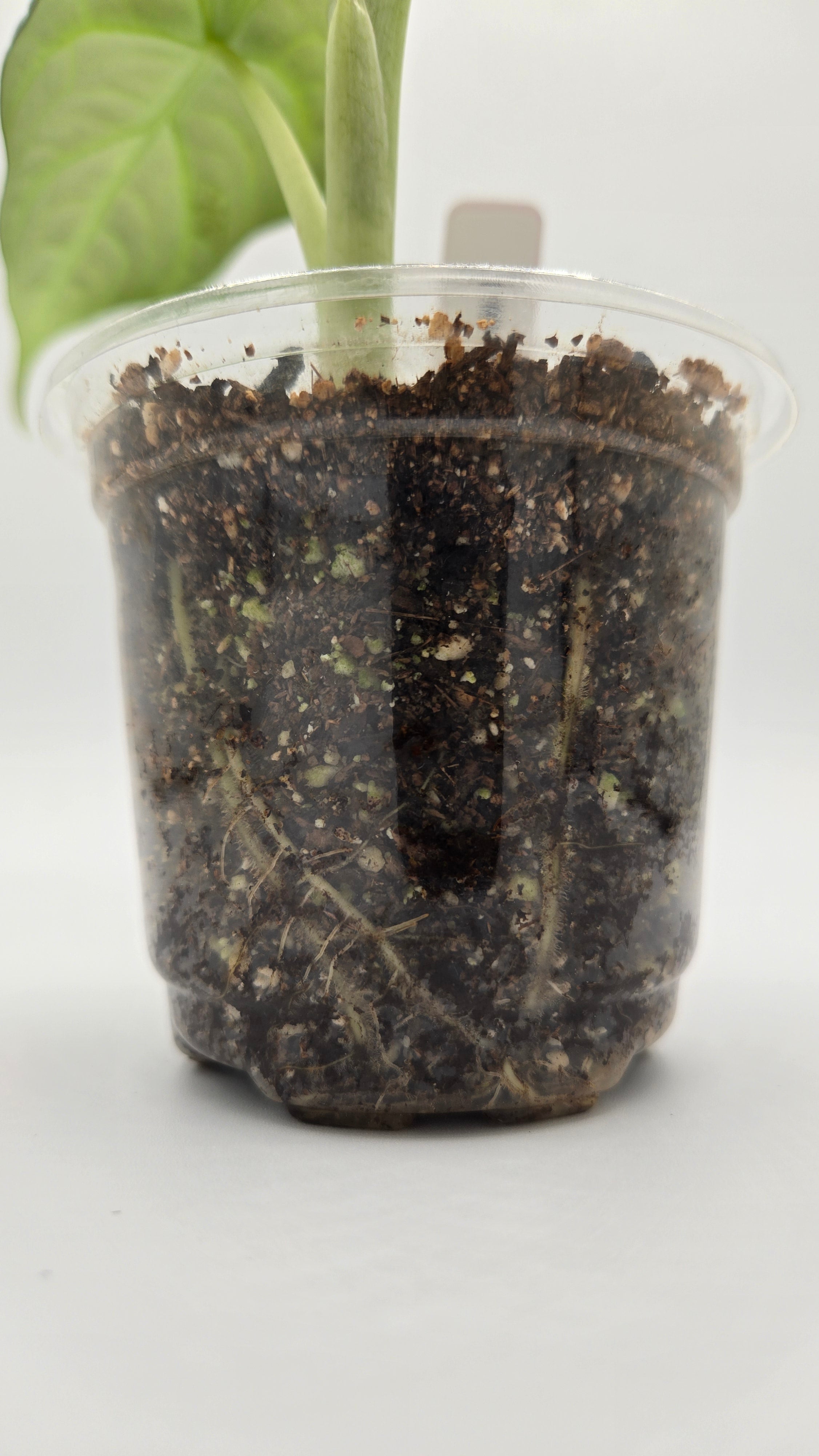 Alocasia Maharani — Exact Plant #MA-03 | 4" Pot