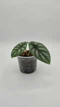 Alocasia Silver Dragon — Exact Plant #SD-04 | 4" Pot