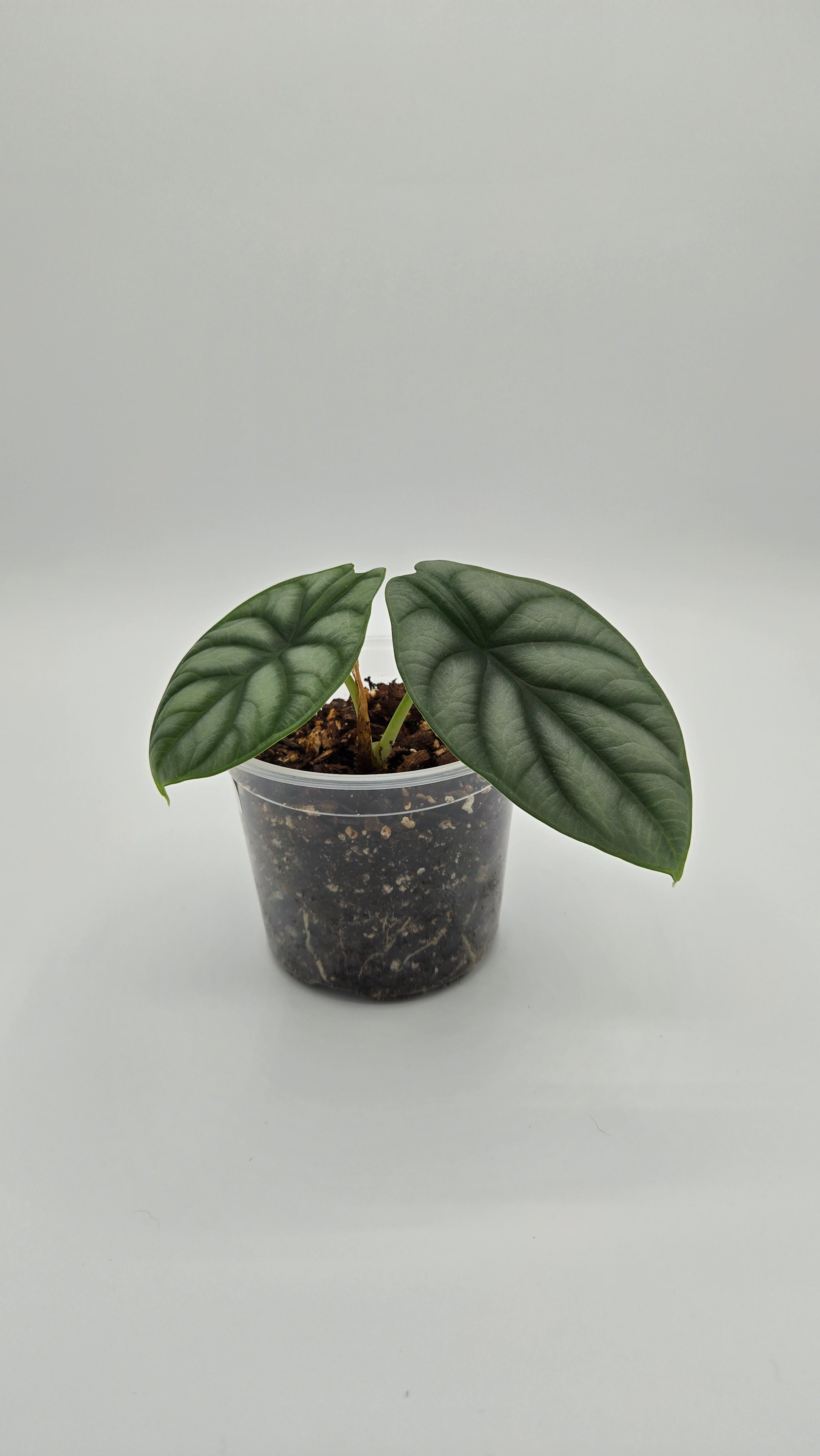 Alocasia Silver Dragon — Exact Plant #SD-04 | 4" Pot