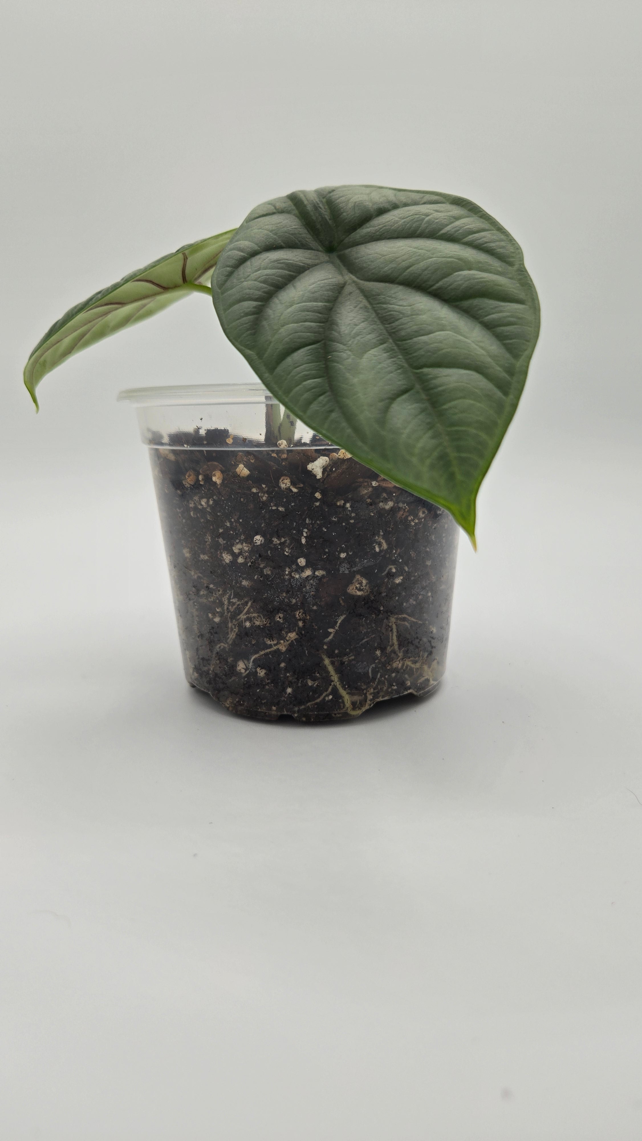 Alocasia Silver Dragon — Exact Plant #SD-04 | 4" Pot
