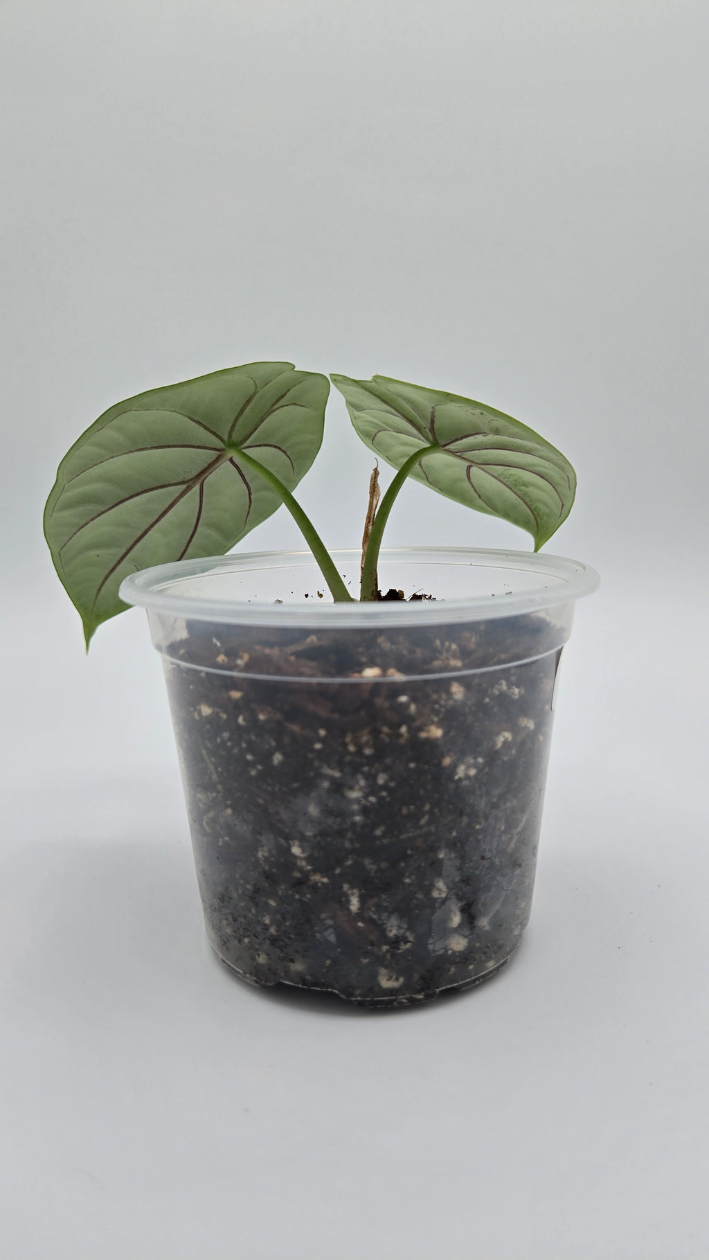 Alocasia Silver Dragon — Exact Plant #SD-04 | 4" Pot