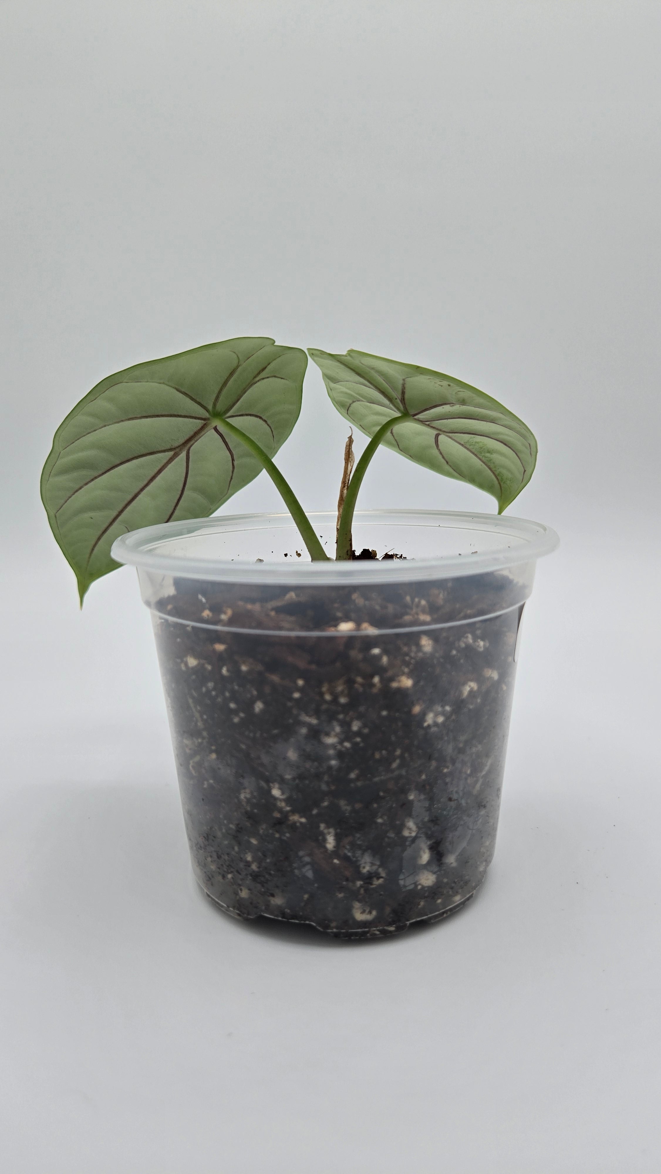 Alocasia Silver Dragon — Exact Plant #SD-04 | 4" Pot