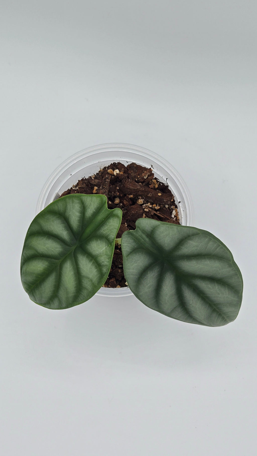 Alocasia Silver Dragon — Exact Plant #SD-04 | 4" Pot