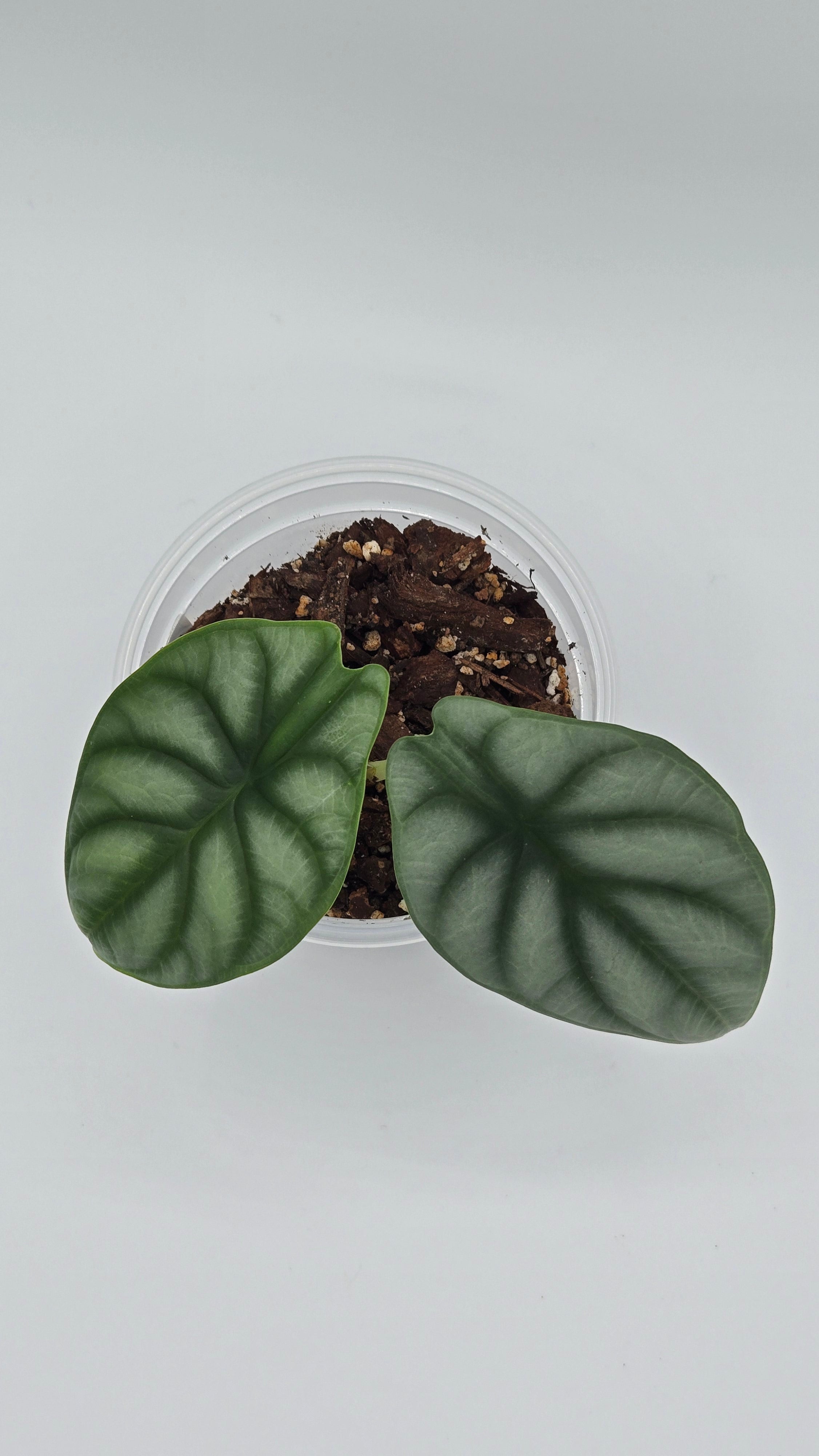 Alocasia Silver Dragon — Exact Plant #SD-04 | 4" Pot