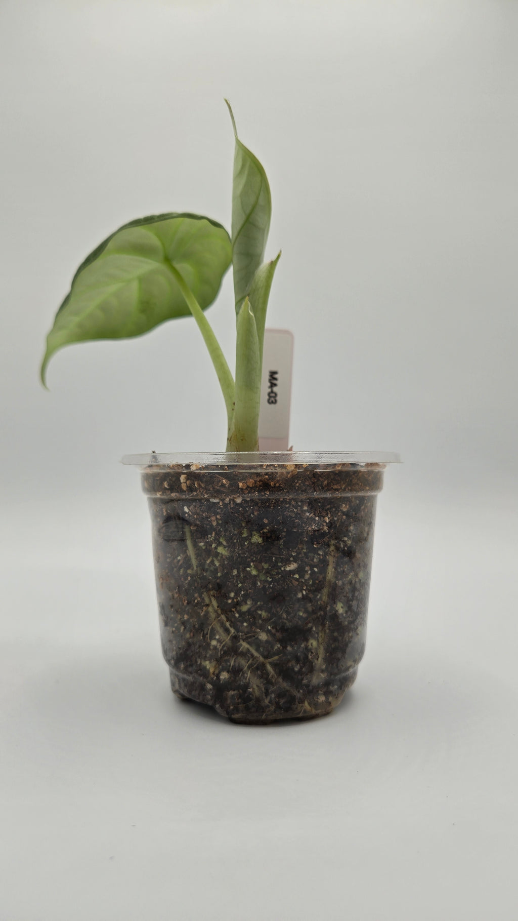 Alocasia Maharani — Exact Plant #MA-03 | 4" Pot