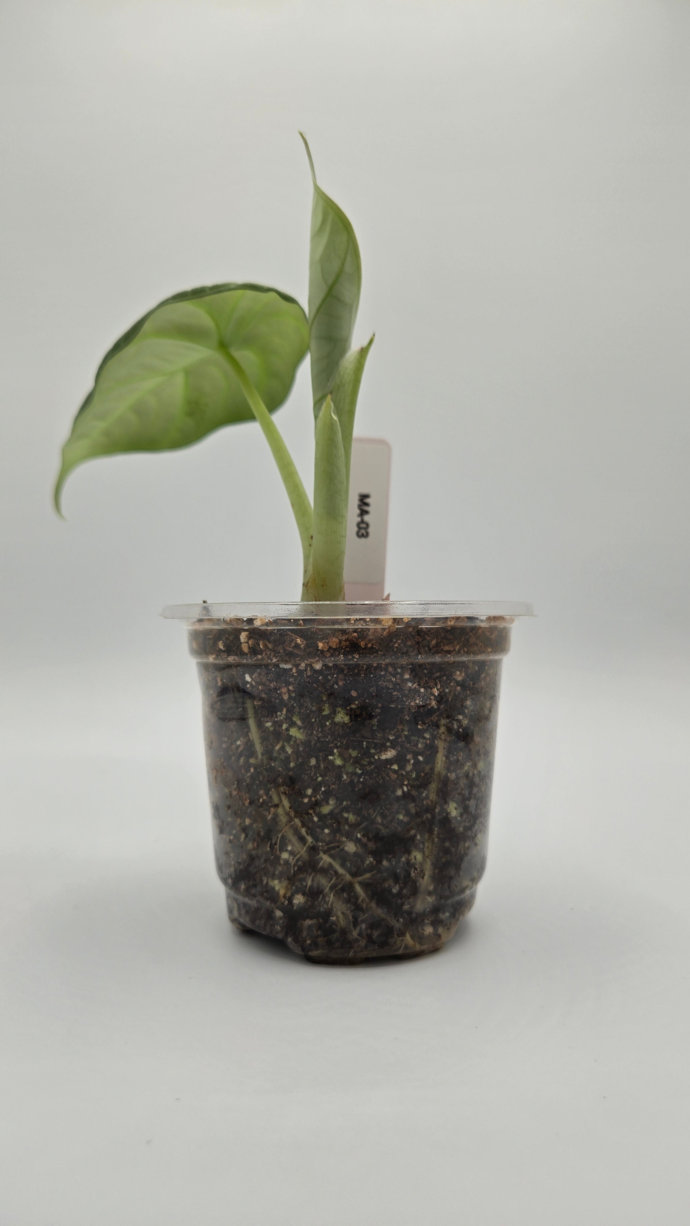 Alocasia Maharani — Exact Plant #MA-03 | 4" Pot