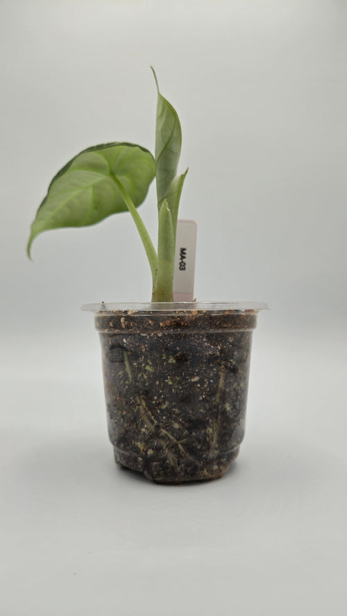Alocasia Maharani — Exact Plant #MA-03 | 4" Pot