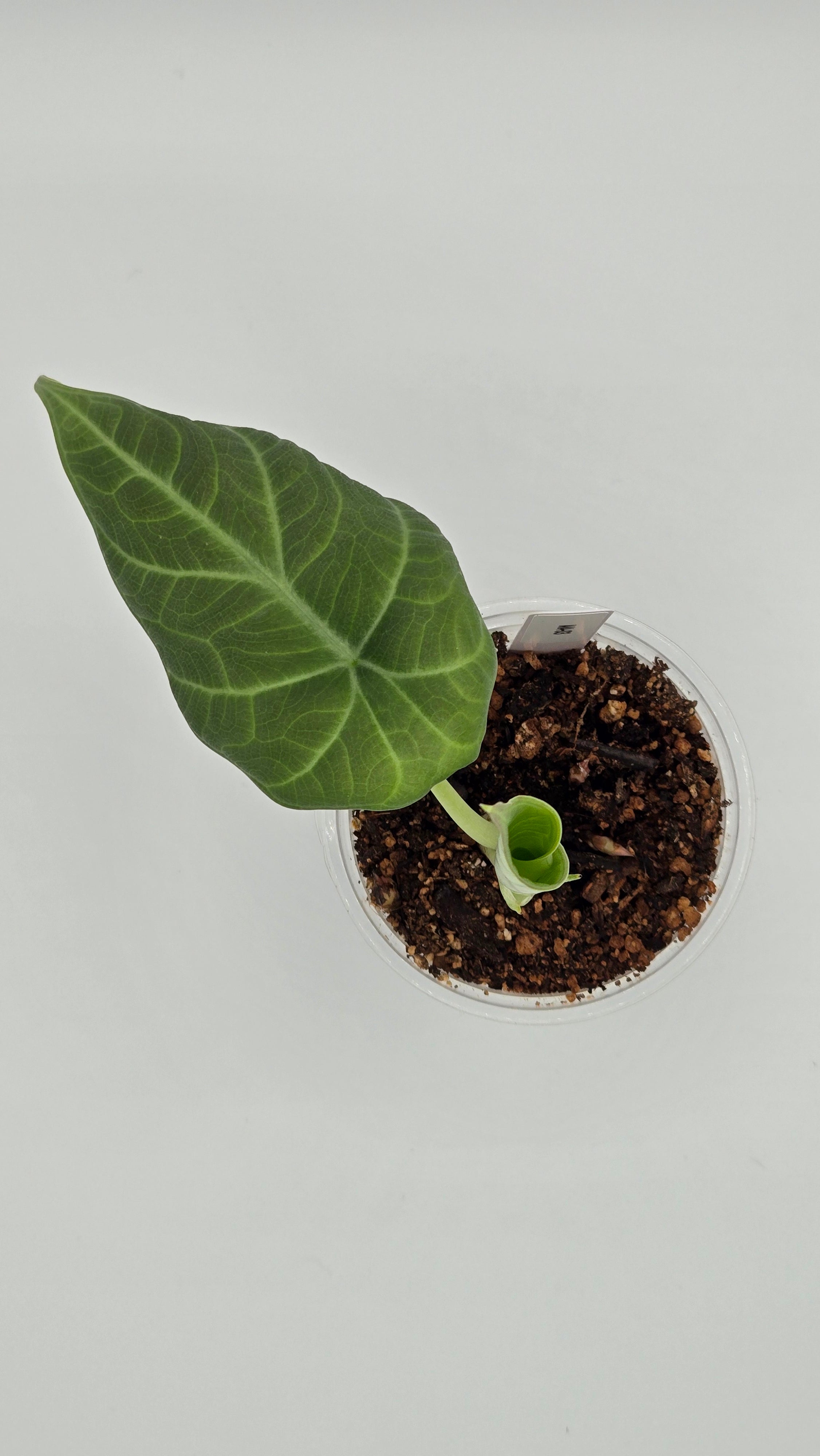 Alocasia Maharani — Exact Plant #MA-03 | 4" Pot