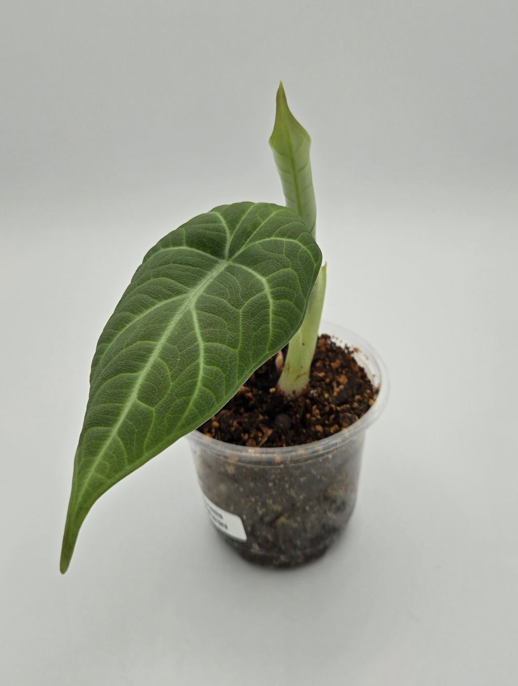 Alocasia Maharani — Exact Plant #MA-03 | 4" Pot
